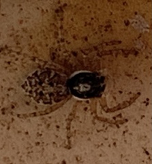 Menemerus semilimbatus