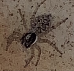 Menemerus semilimbatus