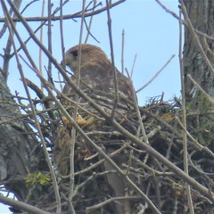 Buteo lineatus