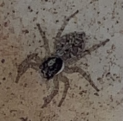 Menemerus semilimbatus