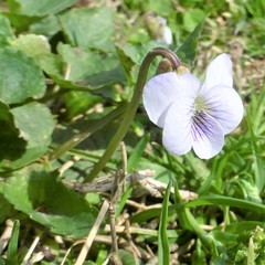 Viola missouriensis