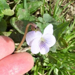 Viola missouriensis