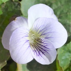 Viola missouriensis