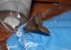 Ophisma