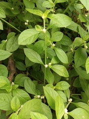 Alternanthera bettzickiana