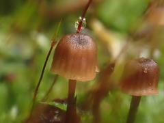 Mycena mamaku
