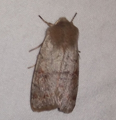 Orthosia rubescens