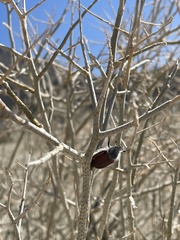 Paracotalpa