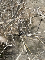 Paracotalpa