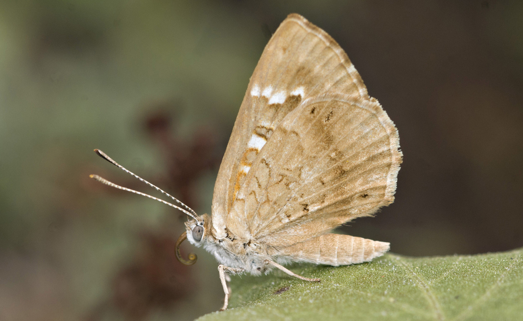 Aricoris indistincta
