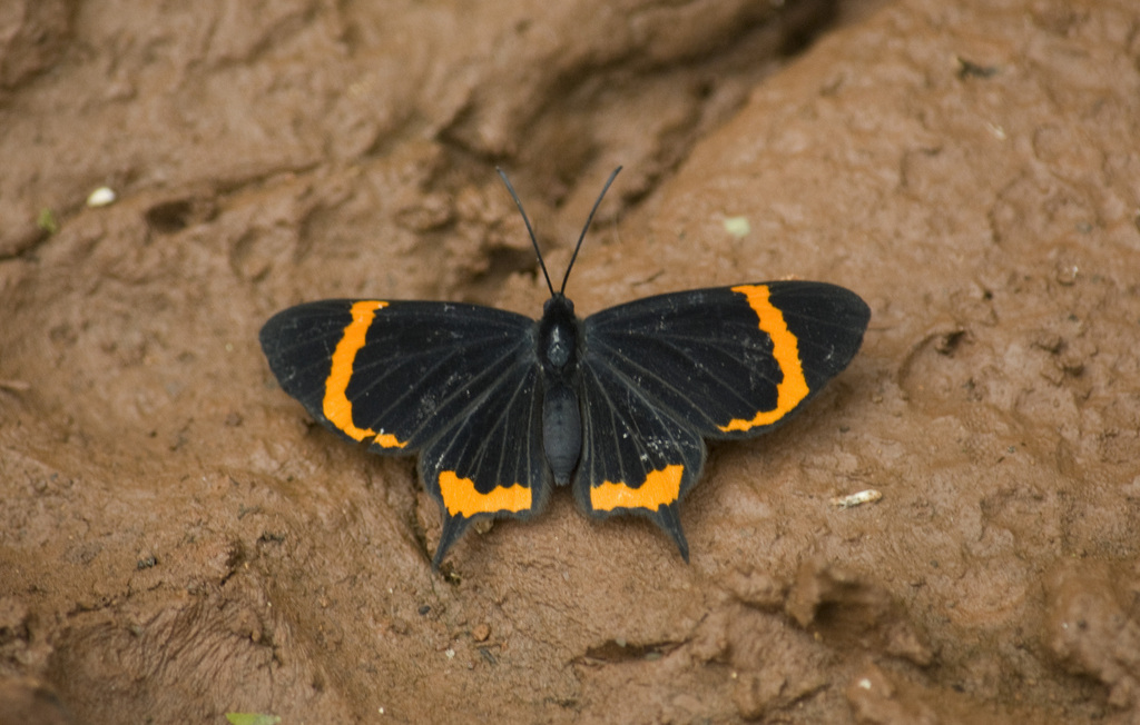 Barbicornis