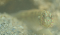 Cryptocentrus leptocephalus