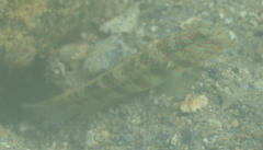 Cryptocentrus leptocephalus