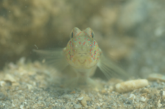 Cryptocentrus leptocephalus