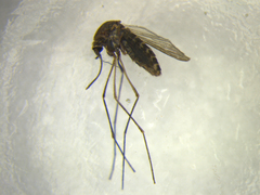 Culex pervigilans