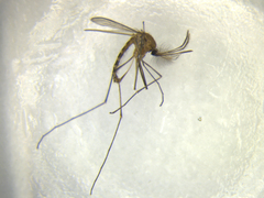 Culex pervigilans