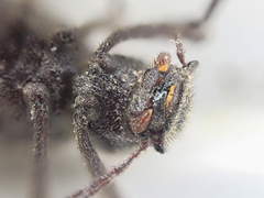 Craniotus pubescens