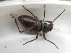 Craniotus pubescens