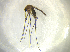 Culex pervigilans
