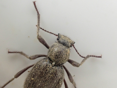 Craniotus pubescens
