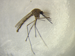 Culex pervigilans