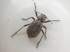 Craniotus pubescens