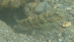 Cryptocentrus leptocephalus