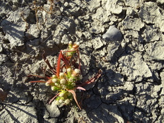 Symphyotrichum ciliatum