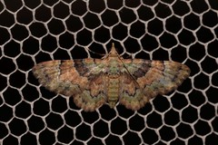 Gymnoscelis derogata