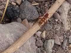 Neoclytus acuminatus hesperus