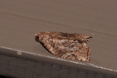 Meritastis ursina