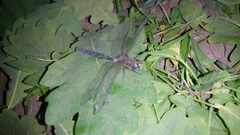 Rhionaeschna diffinis