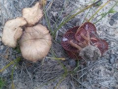 Laccaria vinaceoavellanea