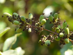 Ligustrum robustum perrottetii