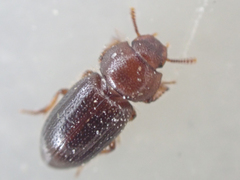 Batulius setosus