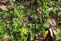 Tauschia texana