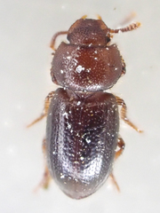 Batulius setosus