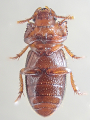 Batulius setosus