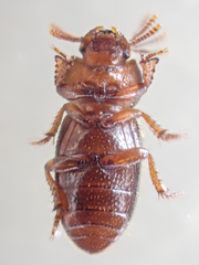Batulius setosus