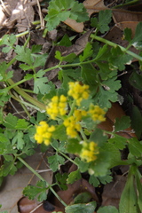 Tauschia texana