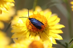 Turneriprocris dolens