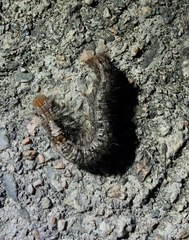 Dendrolimus punctata