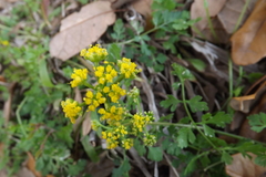 Tauschia texana