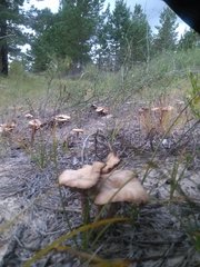 Laccaria vinaceoavellanea