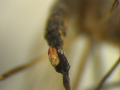 Aedes antipodeus