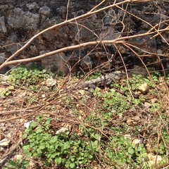 Ctenosaura similis similis