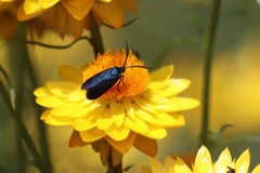 Turneriprocris dolens