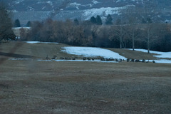 Branta canadensis parvipes