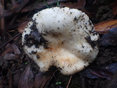 Russula marangania
