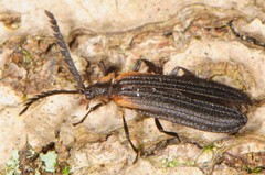 Leptoceletes basalis